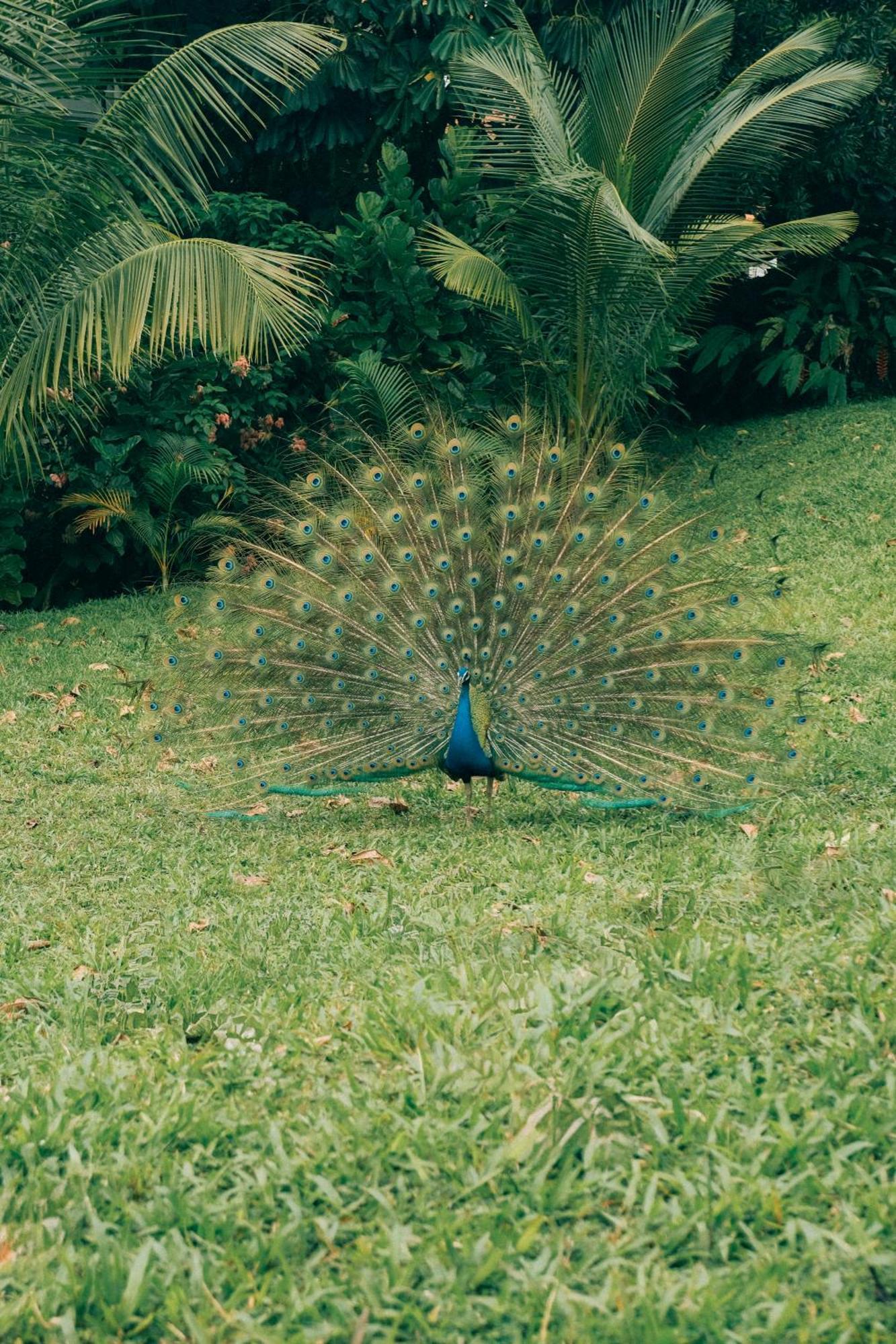 Raffles Sentosa Singapour Extérieur photo